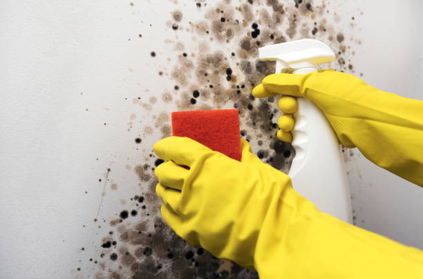 Best Fast Mold Removal  in Lake Lure, NC