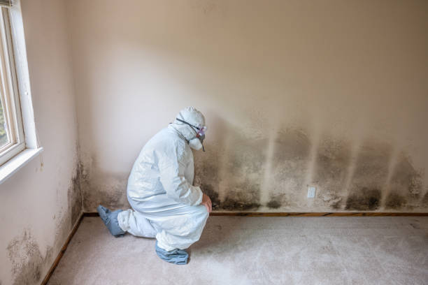 Best Certified Mold Removal  in Lake Lure, NC